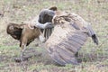 Two vultures fighting over prey