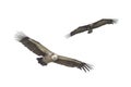 Two vultures flying. Royalty Free Stock Photo