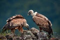 Two vultures, pair. Griffon Vulture, Gyps fulvus, big birds of prey sitting on rocky mountain, nature habitat, Madzarovo, Bulgaria