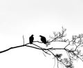 Two vultures rest on a tree branch looking at each other and looking around. Royalty Free Stock Photo