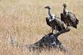 Two vultures sits on the snag Royalty Free Stock Photo