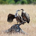 Two vultures sits on the snag Royalty Free Stock Photo