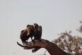 Two Vultures sitting on branch in chobe national park in botswana in africa. Royalty Free Stock Photo