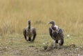 Two vultures sitting on a ground near Prey seen at Masai Mara, Kenya Royalty Free Stock Photo