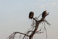 Two vultures sitting in a tree Royalty Free Stock Photo