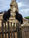 Two vultures at zoo Royalty Free Stock Photo