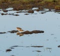 Two wader birds resting in natural habitat in a wetland Royalty Free Stock Photo