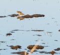 Two wader birds in a wetland Royalty Free Stock Photo