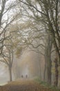 Two walkers and Autumn trees in fog in Bitts Park Carlisle, Cumbria