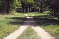 Two walking paths among the grass intersect in the park on a sunny summer day