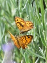 Two wall brown butterflies on lavender Royalty Free Stock Photo