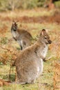 Two wallabies