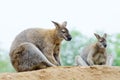 Two wallabies