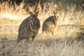 Two wallabies in long grass Royalty Free Stock Photo