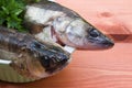 Two walleye on the table Royalty Free Stock Photo