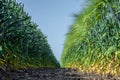 Two walls of perfectly smooth and similar plants of wheat and barley, like two armies, one opposite the other against the blue sky