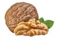 Walnut isolated closeup on white background with clipping path. Nut macro. Walnuts with leaf as package design element collection Royalty Free Stock Photo