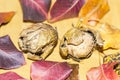 Two walnuts in colorful autumn leaves