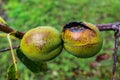 Two Walnuts In Green Shells Burned By The Sun