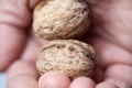Two Walnuts in a Hand Royalty Free Stock Photo