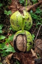 Two walnuts inside a cracked green walnut shell on the ground. Vertical shot Royalty Free Stock Photo