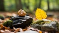 two walnuts and a leaf sit on top of rocks in the forest Royalty Free Stock Photo