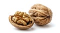 Two walnuts in shells on a white background Royalty Free Stock Photo