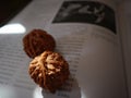 Two walnuts Royalty Free Stock Photo