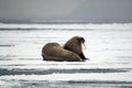 Walruses on the Ice Royalty Free Stock Photo