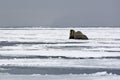 Walruses on the Ice Royalty Free Stock Photo