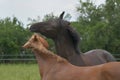 Two warmblood horses, playing together. Bay and chestnut Royalty Free Stock Photo