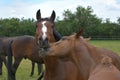 Two warmblood horses, playing together. Bay and chestnut Royalty Free Stock Photo