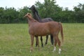 Two warmblood horses, playing together. Bay and chestnut Royalty Free Stock Photo