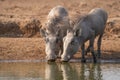 Two warthog piglets while having a drink. Royalty Free Stock Photo