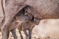 Two Warthog piglets suckling. Royalty Free Stock Photo