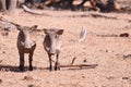 Two warthog Royalty Free Stock Photo