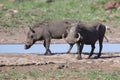 Two warthog with big teeth drink from a waterhole Royalty Free Stock Photo