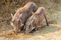 Two warthog Phacochoerus africanus digging in the ground, South Africa Royalty Free Stock Photo
