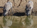 Two warthogs drinking water from a waterhole facing the camera with a buck`s legs visible in the background Royalty Free Stock Photo