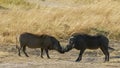 Two warthogs face each other in masai mara national park