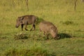Two warthogs on the savannah Royalty Free Stock Photo