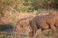Two warthogs grazing Royalty Free Stock Photo