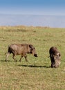 Two warthogs grazing in masai mara Royalty Free Stock Photo