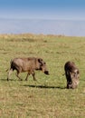Two warthogs grazing in masai mara