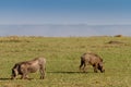 Two warthogs grazing in masai mara Royalty Free Stock Photo