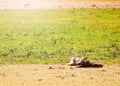 Two warthogs lay on ground in Kenya national park Royalty Free Stock Photo