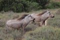 Two warthogs in nature standing parallel Royalty Free Stock Photo