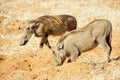 Two Warthogs in Red Sand Royalty Free Stock Photo