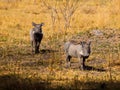Two warthogs Royalty Free Stock Photo