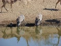 Two warthogs standing next to each other drinking water from a murky dam surrounded by sand and buck in the background Royalty Free Stock Photo